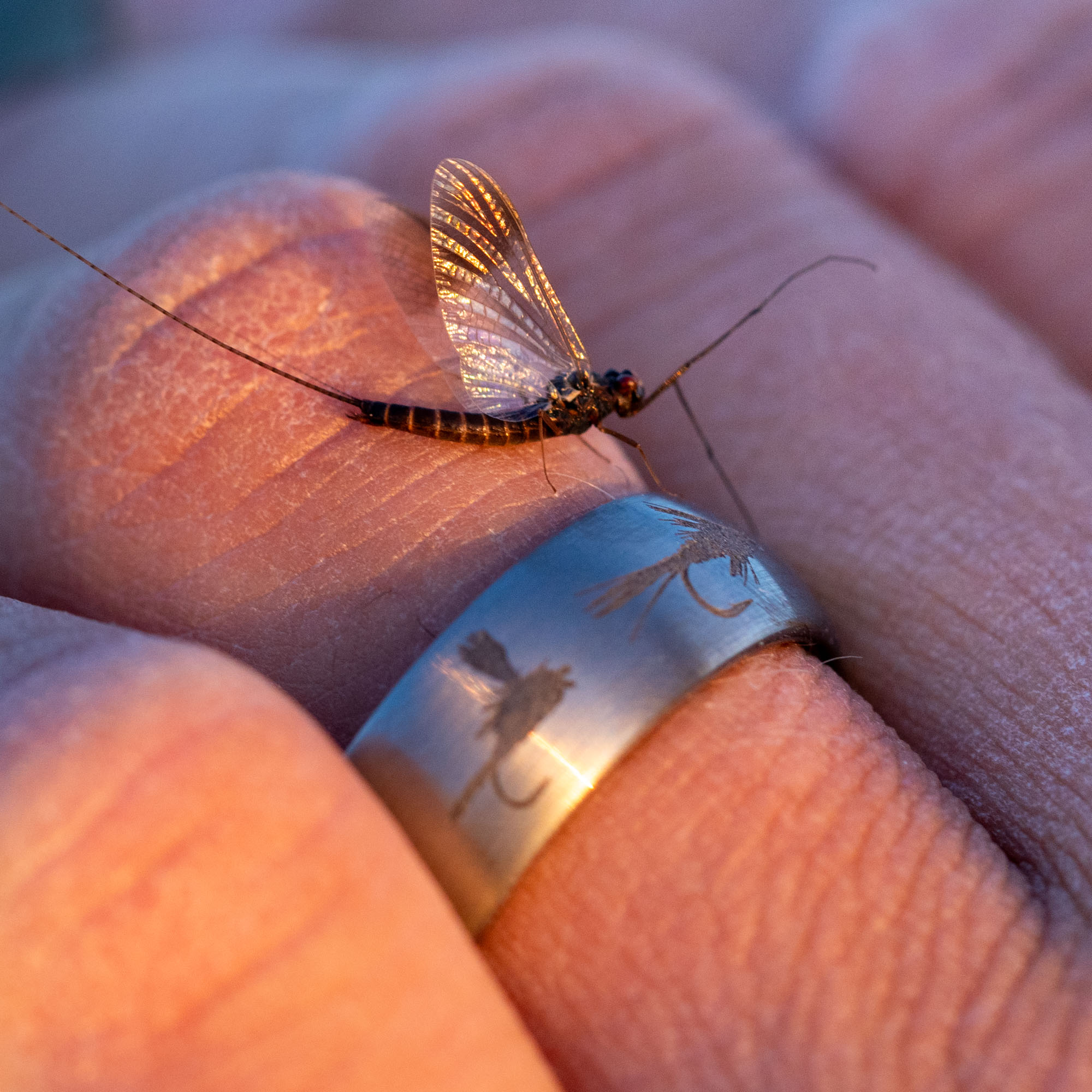 Domed Tungsten Engraved Fly Fishing Flies Ring